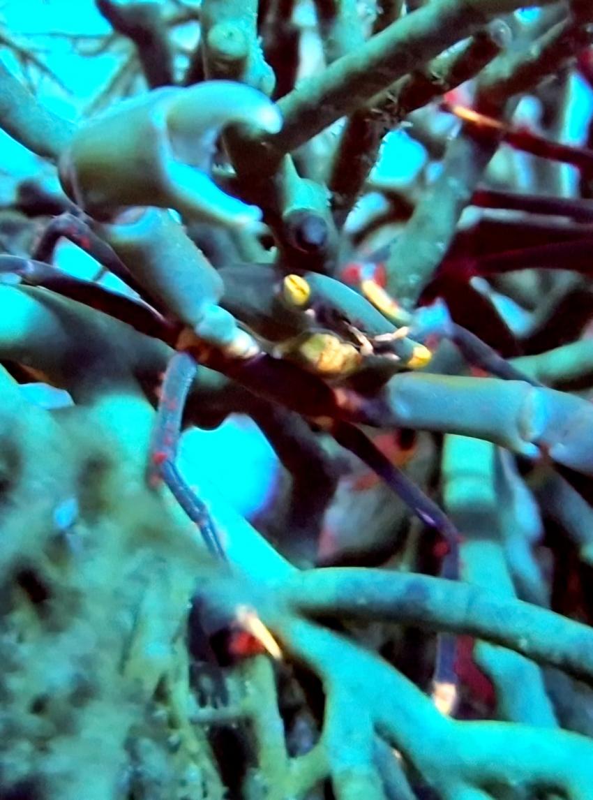 Find the Krab, DivePoint Rannalhi, Malediven