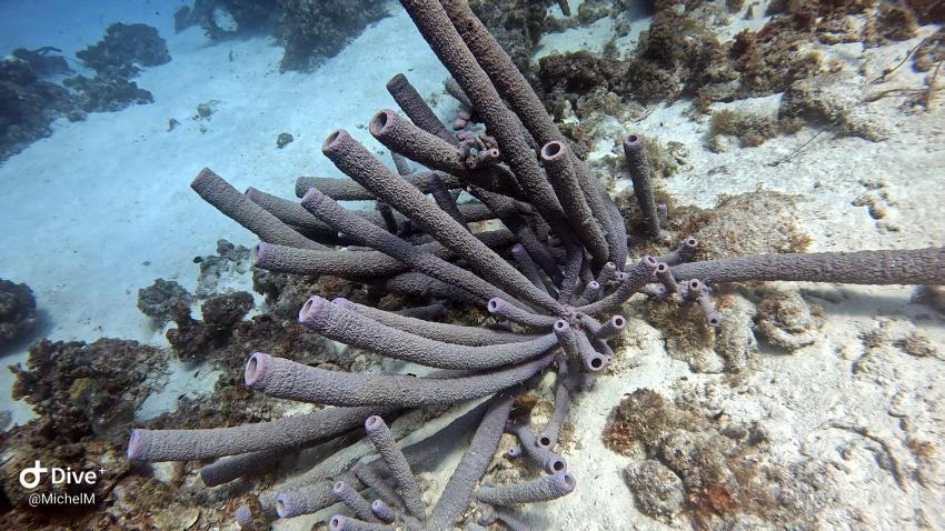 Curacao Divers (Sun Reef Village), Sint Michiel, Niederländische Antillen, Curaçao