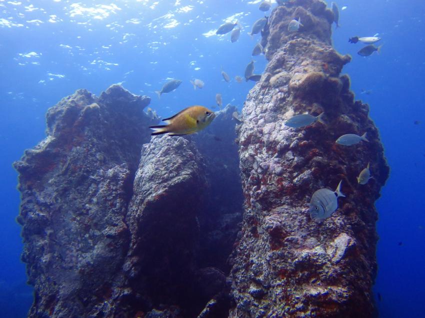 Canyon Reef, Canyon Reef, Atalaia, Atalaia Diving Center, Anemone Reef, Madeira, tauchen, Portugal