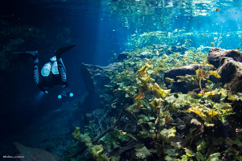 Taucher in Cenote, Cenote, Deep Dive Mexico, Mexiko