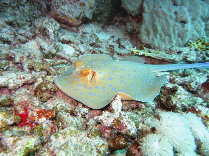 Tauchen Ägypten Safaga mit Volkert Dive Center, Blaupunktrochen, Volkert Touristik, Ägypten