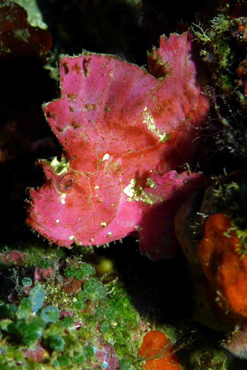 Anglerfisch - Frogfish