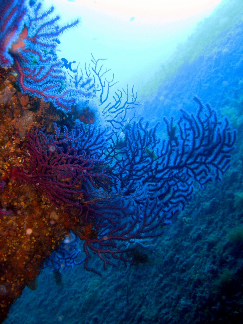 Corallo nero, Sardinien,Santa Teresa,Italien