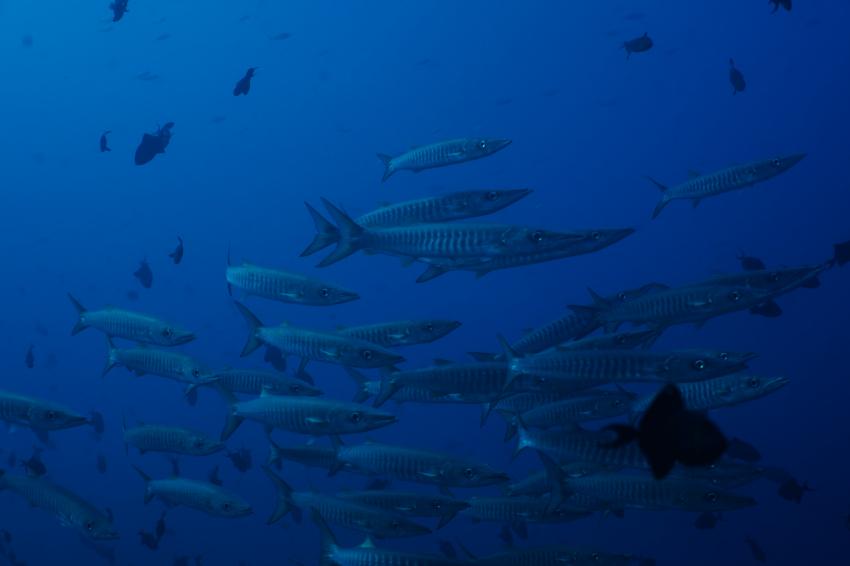 diving.DE, Akasha Beach Club, Bira, Indonesien, Sulawesi