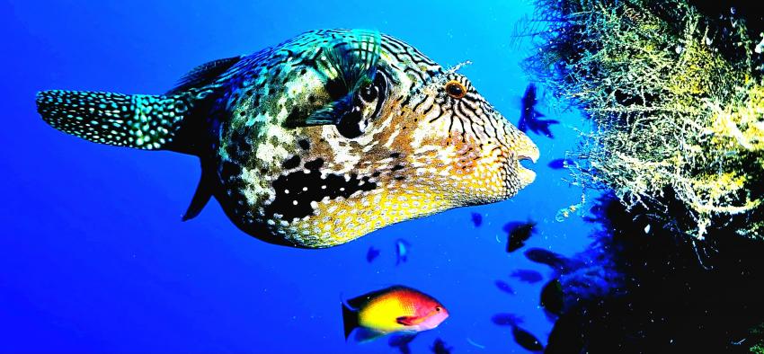 Tropical Diving, Nosy Be, Madagaskar
