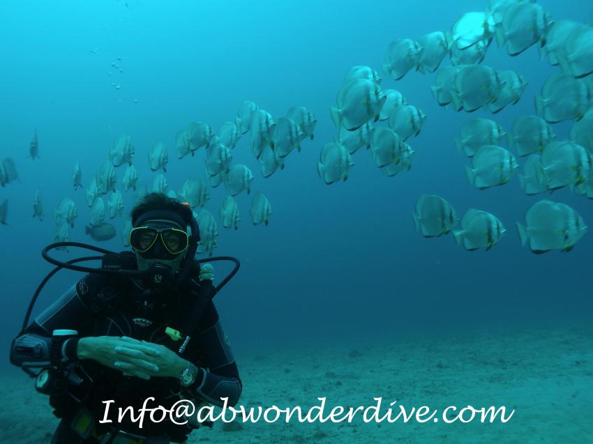 ABWonderdive the real stuff., Mindoro,Philippinen