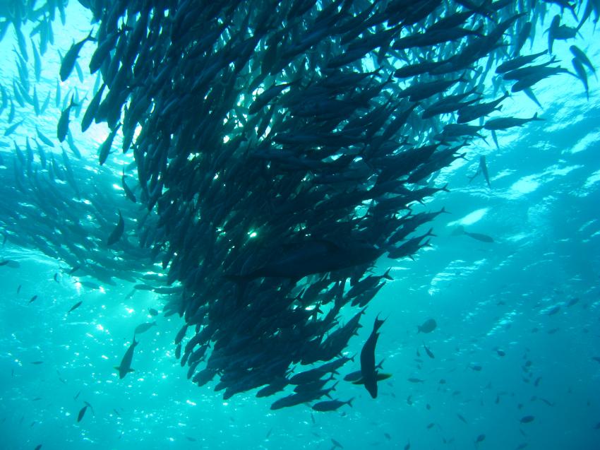 Joes Diving Bali - Die Tauchburg