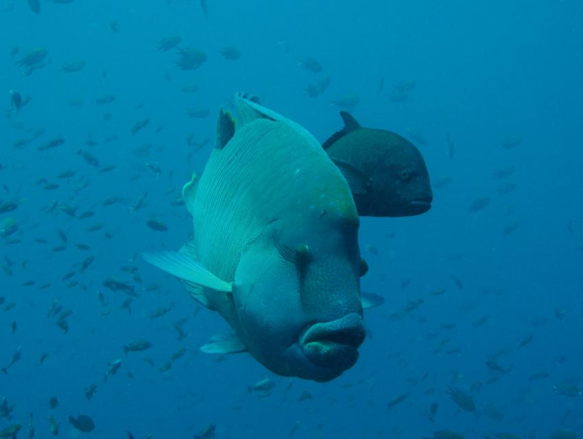 Komodo, Orca Dive Club Labuan Bajo Flores,Allgemein,Indonesien,Napoleon