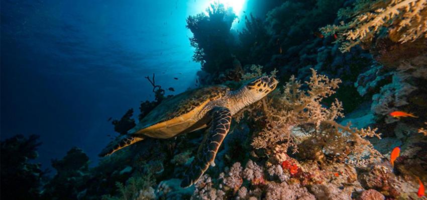Schildkröte, Tauchen Rotes Meer Sharm el Sheikh, Story Divers, Sharm el Sheikh, Ägypten, Sinai-Süd bis Nabq