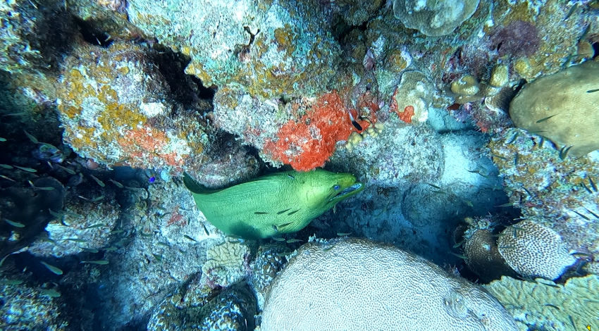 Tropical Divers Bonaire, Niederländische Antillen, Bonaire