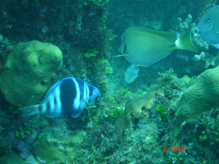 Tauchen mit Treasure Divers, Boca Chica, Boca Chica,Dominikanische Republik