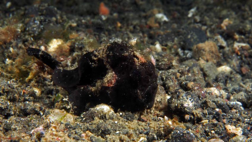 Frogfishmania - never stops at Lembeh, Lembeh Strait,Nord Sulawesi,Indonesien