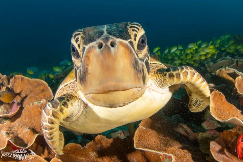 hp-underwaterphoto-Suppenschildkröte,Green sea turtle, Chelonia mydas, Raja Ampat, Indonesia, Papua Explorers Dive Resort, Raja Ampat, Indonesien, Allgemein