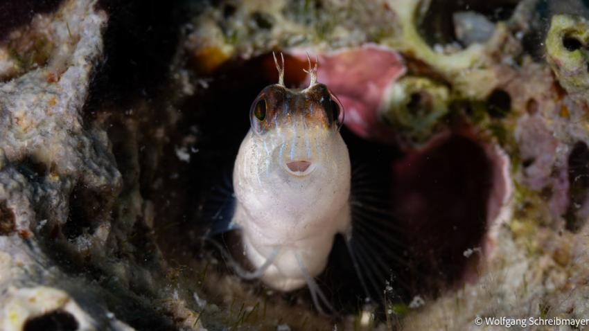 Punta Diving, Betina, Kroatien