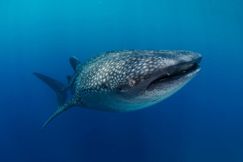 Walhai - whale shark, Gorontalo, Tauchen, Schnorcheln, Oceana Dive Resort, Gorontalo, Indonesien, Sulawesi