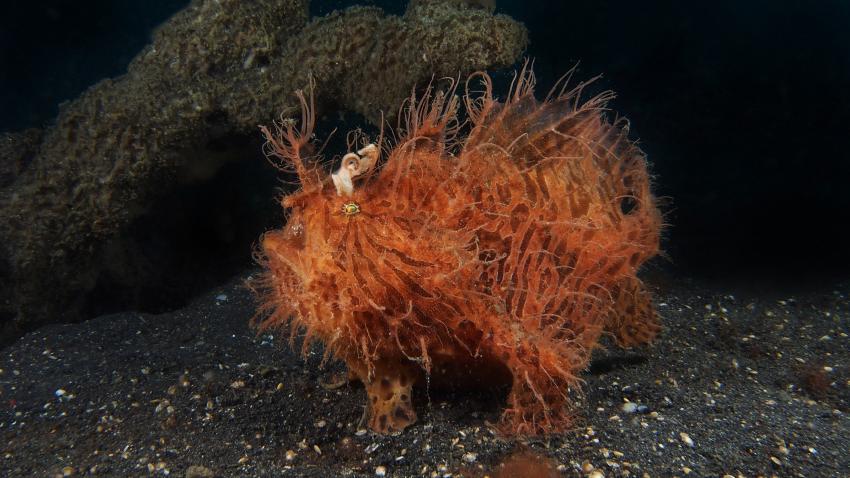 Frogfishmania Part 3, Lembeh Strait,Nord Sulawesi,Indonesien,Anglerfisch,Frogfisch