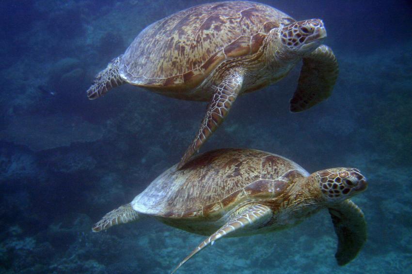 Sipadan, Sipadan,Malaysia,Meeresschildkröten,Pärrchen