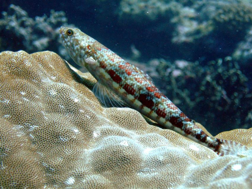 Safari Similans,Koh Bon ,Koh Tachai,Richelieu, Similan Islands,Thailand,Eidechsenfisch