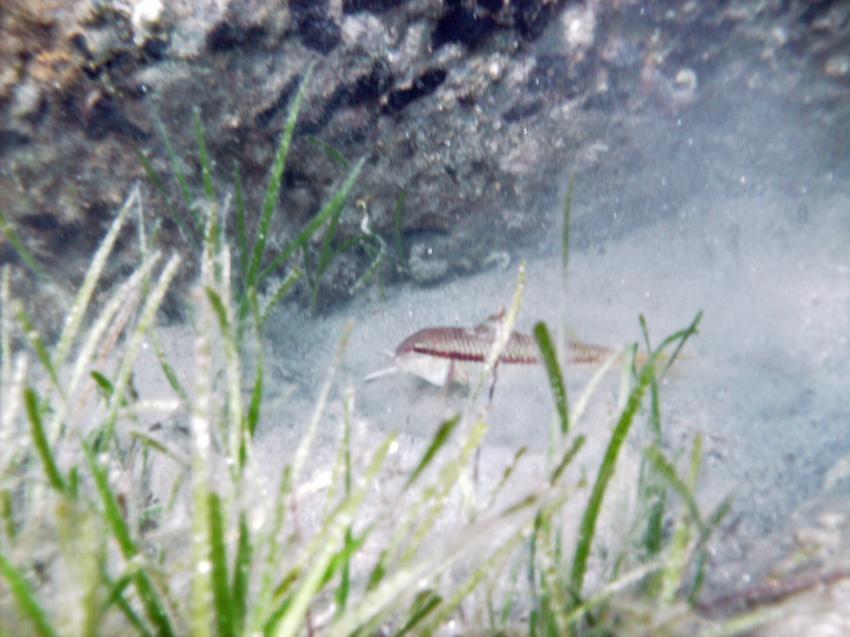 Oktopus, Chalkidiki,Griechenland