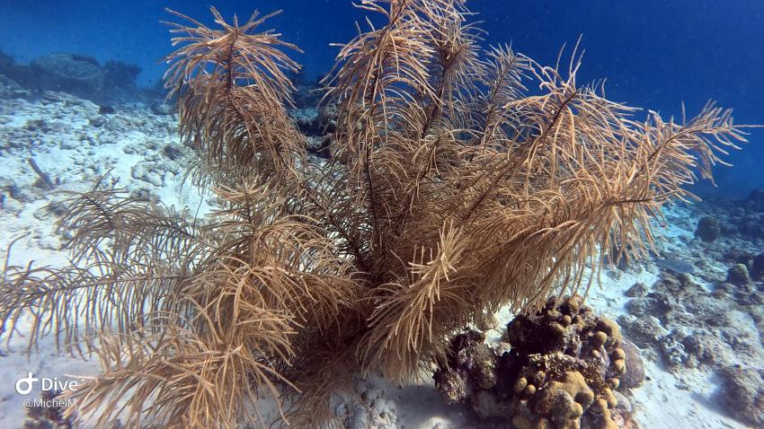 Curacao Divers (Sun Reef Village), Sint Michiel, Niederländische Antillen, Curaçao
