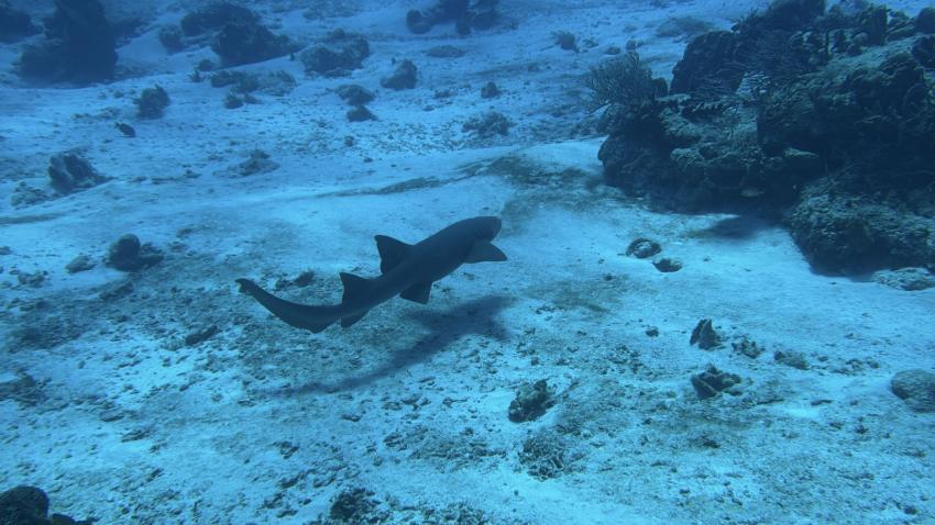 Cozumel Dive School, Mexiko