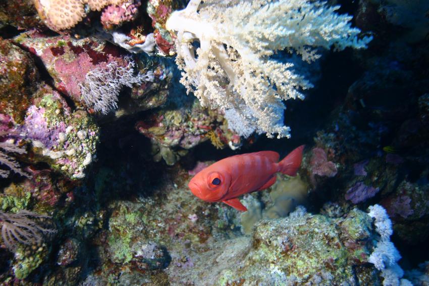 Elphinstone Reef - Fotos von 2 Tauchgängen, Elphinstone Reef (Marsa Alam),Ägypten