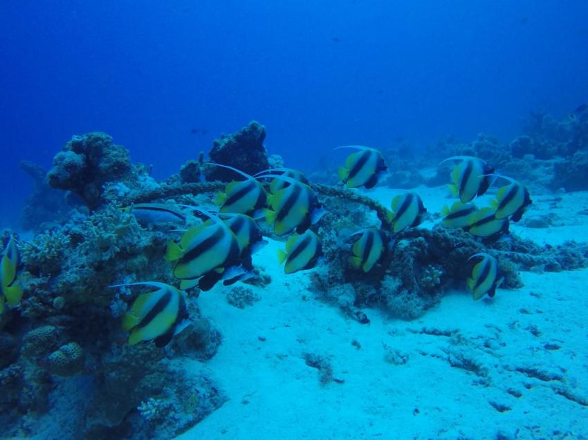 Egypt International Diving Center, Dana Beach Resort, Ägypten, Hurghada