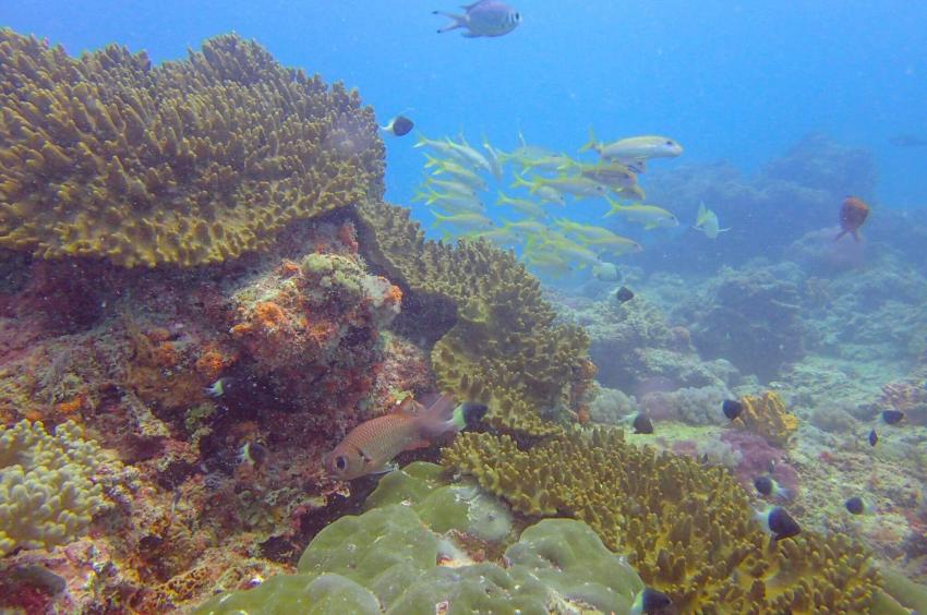 Diving Poseidon, Nungwi - Sansibar, Tansania