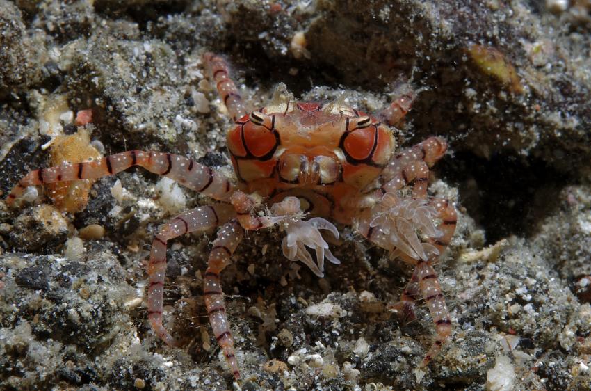 Lembeh Strait Juli 2013, Basis Black Sand Dive Retreat