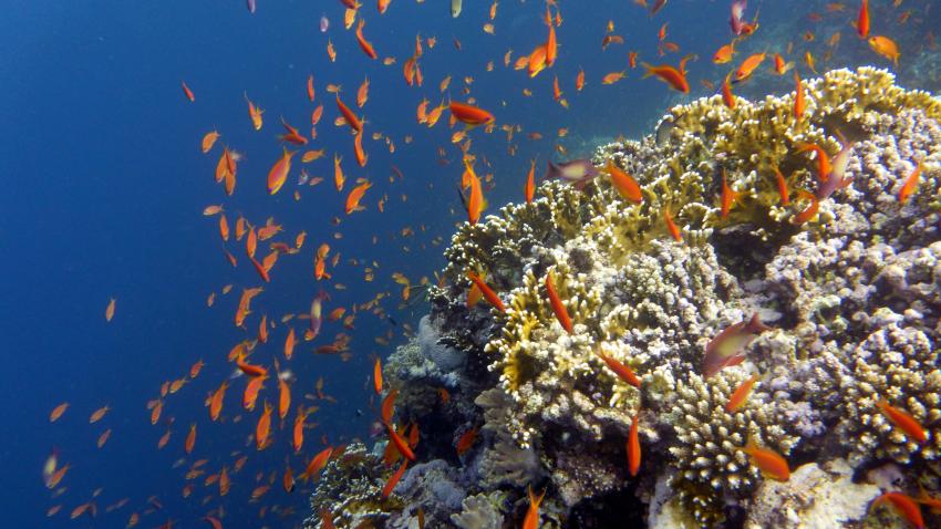 M/Y Independence II, Ägypten