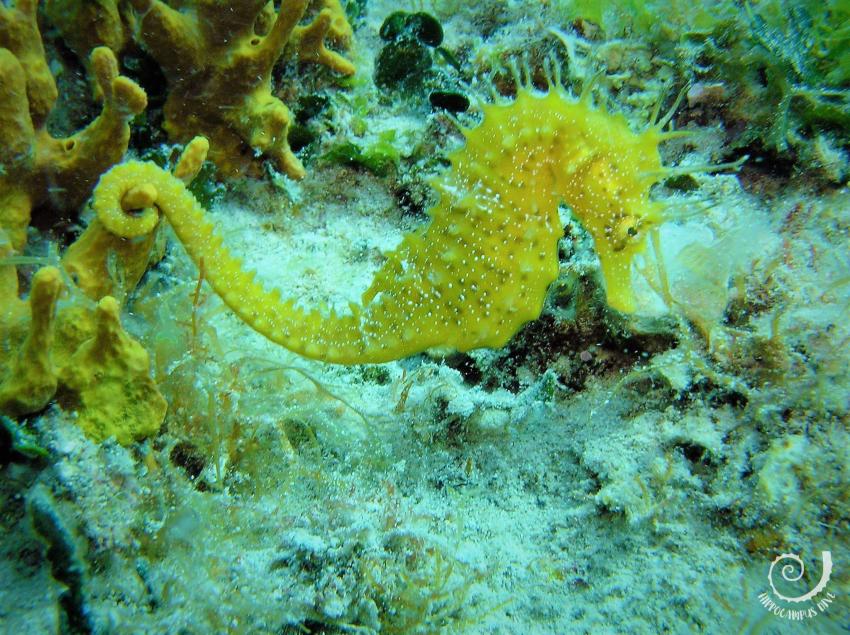 Hippocampus Diving Center, Pula/Istrien, Kroatien