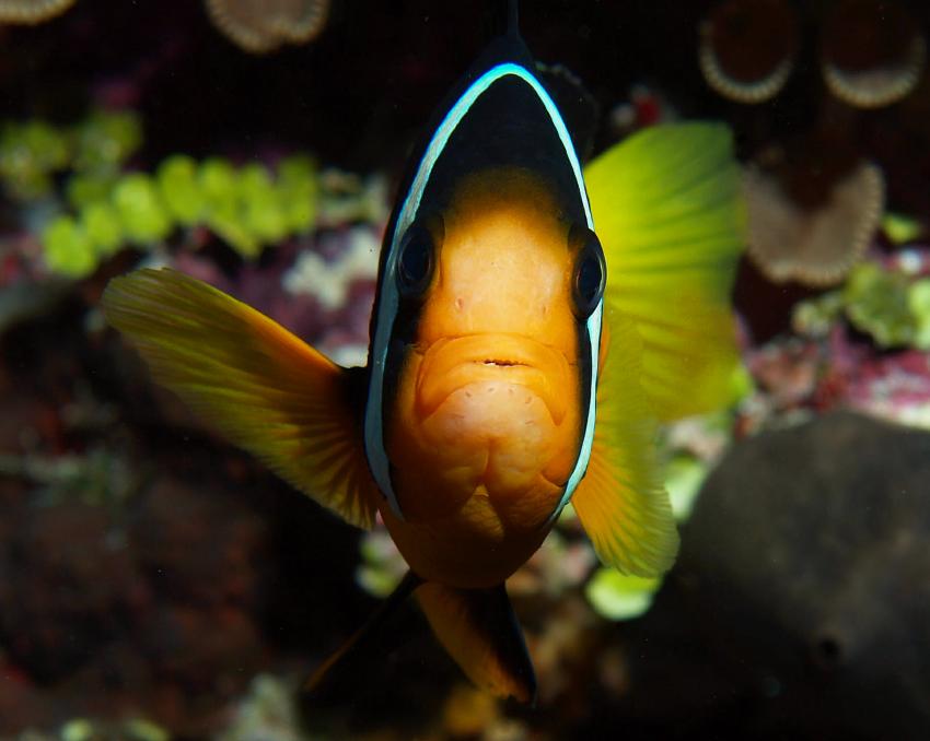 Embudu / Süd Male Atoll, Embudu,Malediven,Anemonenfische,orange