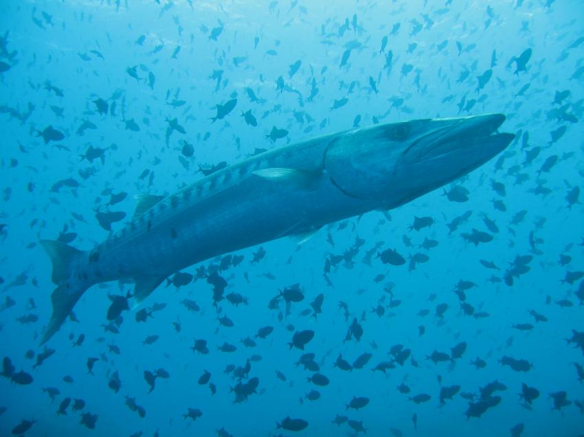 Barracuda @ Fishhead, Barakuda, Ellaidhoo Dive & Sail, Ellaidhoo, Ari Atoll, Alfons Straub Dive & Sail, Malediven