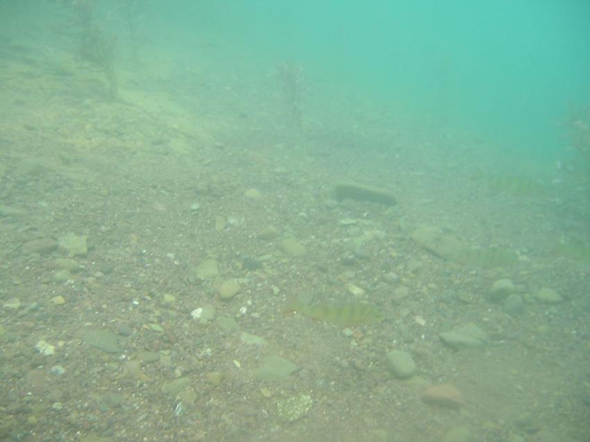 Erster Besuch, Der Sundhäuse See,Thüringen,Deutschland