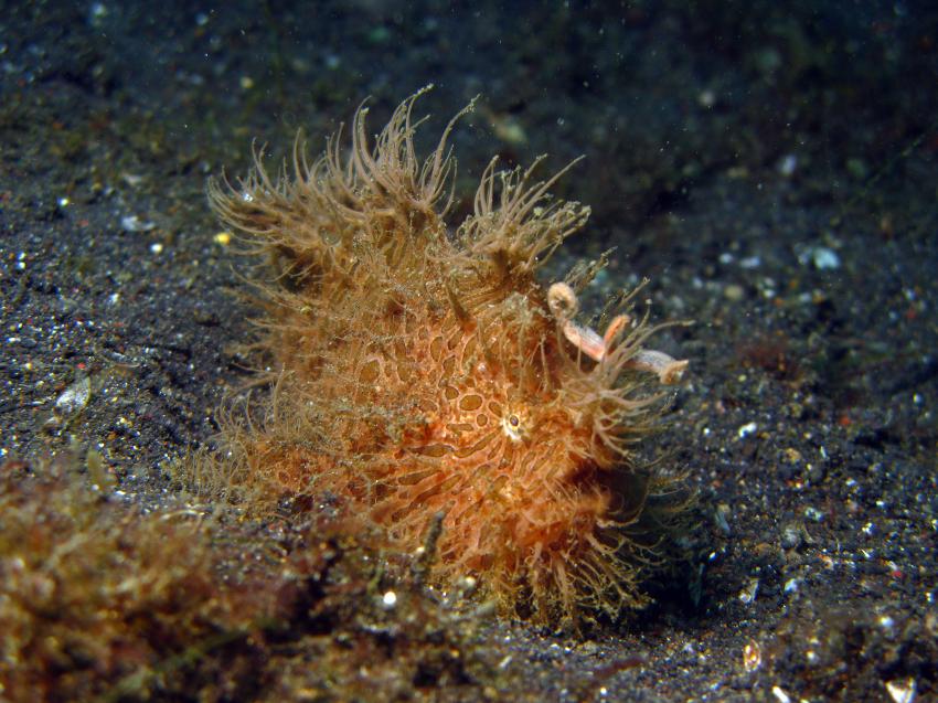 Lembeh / Diverse mit Bastianos, Lembeh Strait,Nord Sulawesi,Indonesien,Anglerfische,Antennariidae,Frogfisch,juvenil