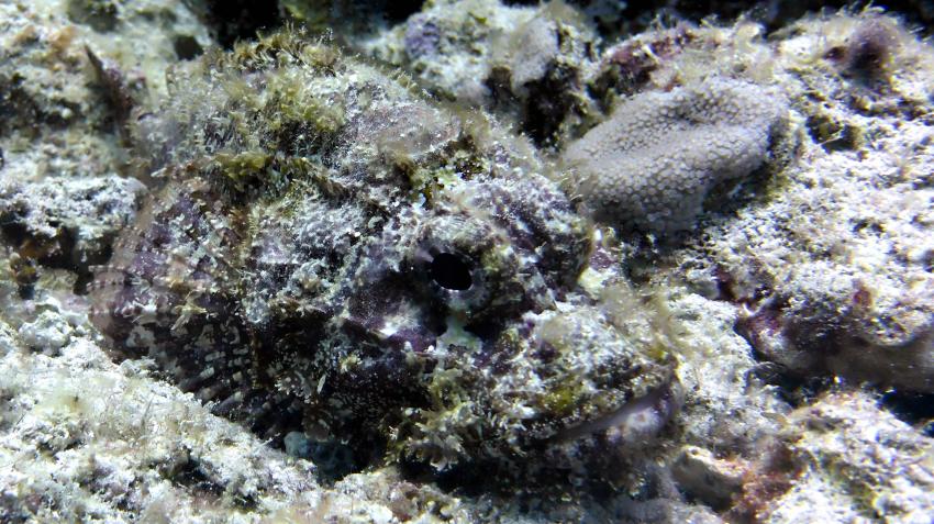 Bärtiger Drachenkopf, Extra Divers - Three Corners Fayrouz Plaza, Marsa Alam, Ägypten, Marsa Alam und südlich