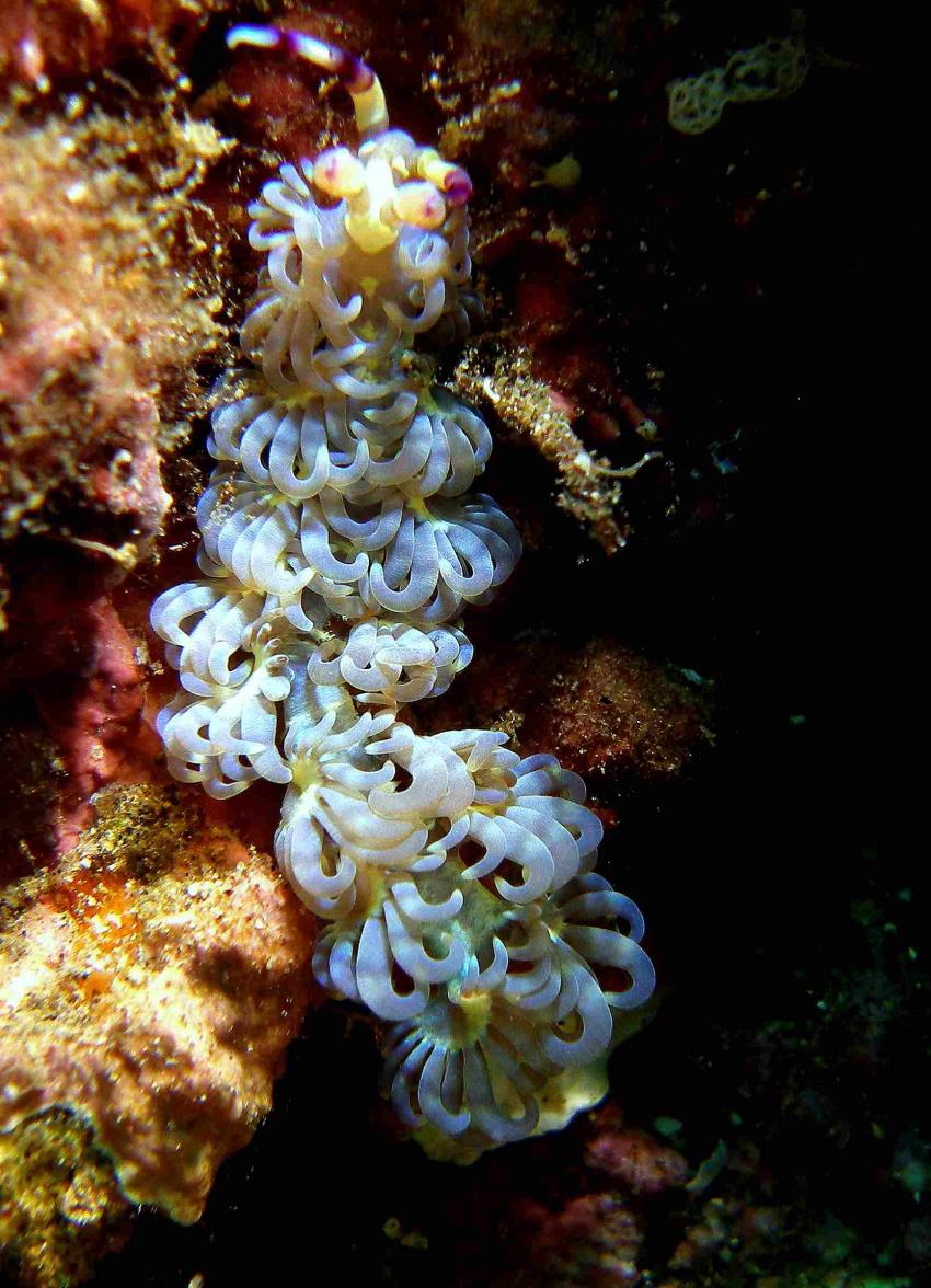 Tulamben - Coral Garden