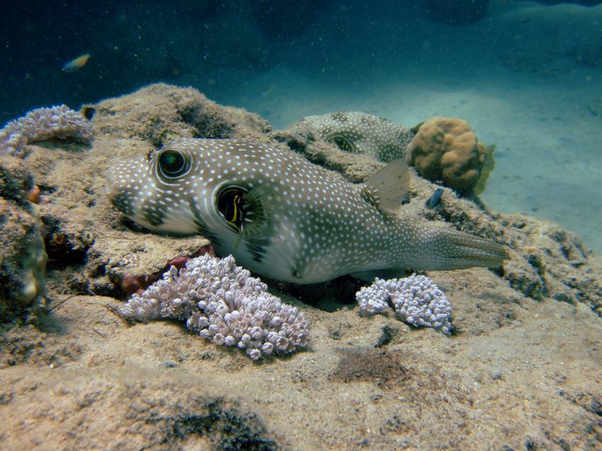 Gassous Bay, Coral Garden,Ägypten,Kugelfisch,schlafen