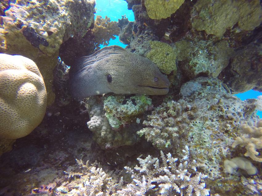 Riesenmuräne, Wonderful Dive, Akassia LTI & Calimera, Ägypten, El Quseir bis Port Ghalib