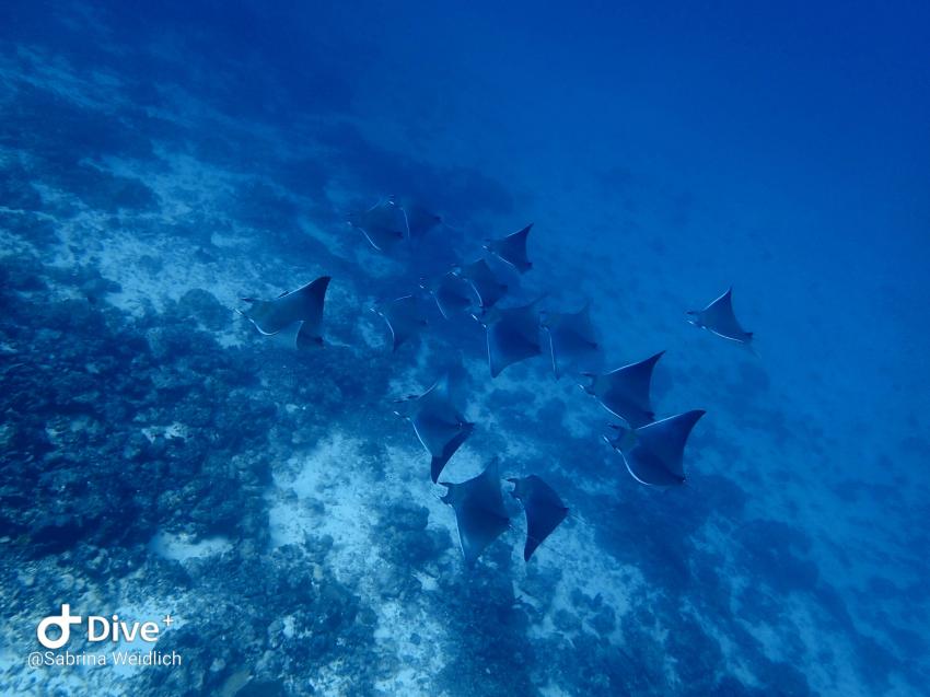 Shamar Divers Maamigili, Malediven