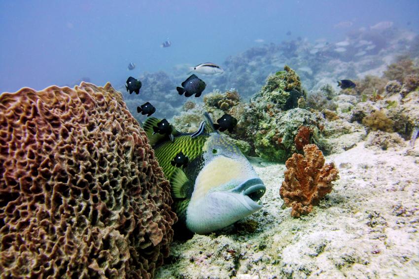 FUN DIVERS ZANZIBAR – Titan triggerfish (Balistoides viridescens) hides behind the coral, #titantriggerfish #fundiverszanzibar #local #padi #diveresort #nungwi #zanzibar #zanzibarisland #tanzania #eastafrica #indianocean #mnemba #mnembaatoll #marinelife #scubadiving #scuba #diving, Fun Divers Zanzibar, Nungwi, Tansania