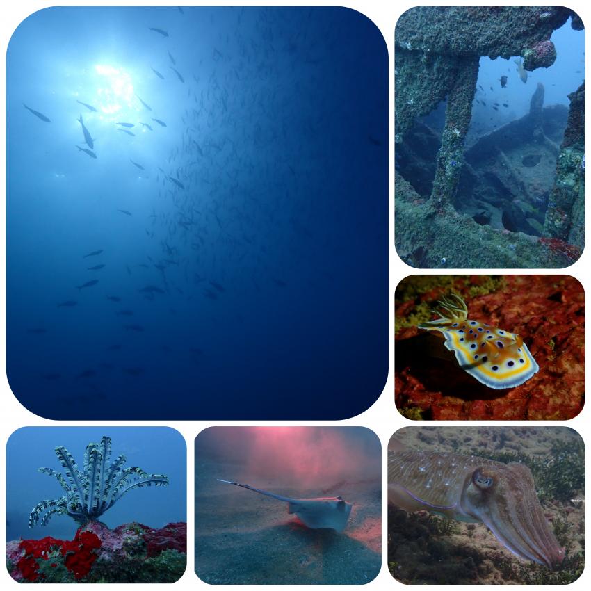 Divers Land Dive Club - Trincomalee, Sri Lanka