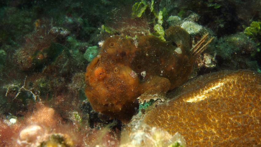 Frogfishmania Part 3, Lembeh Strait,Nord Sulawesi,Indonesien,Anglerfisch,Frogfisch