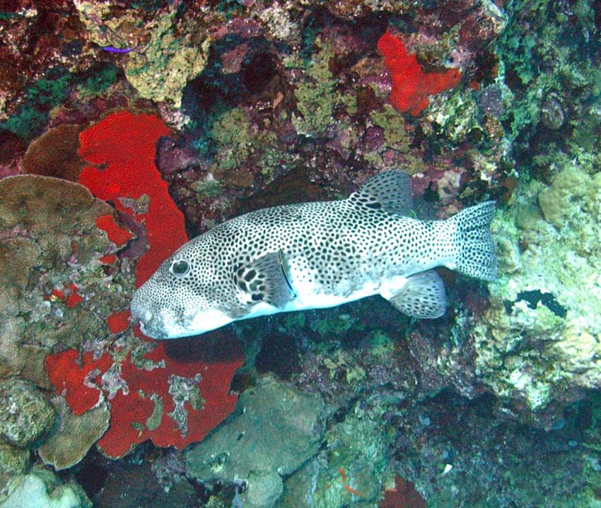 Safaga 01/2011 Teil 5, Safaga - allgemein,Ägypten