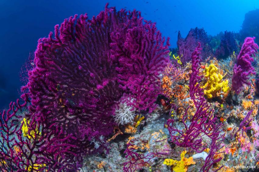 Fächerkoralle, Korallen, Mittelmeer, Adria, Diving Center Styria Guenis - DIE Tauchbasis auf der Insel Krk, Kroatien