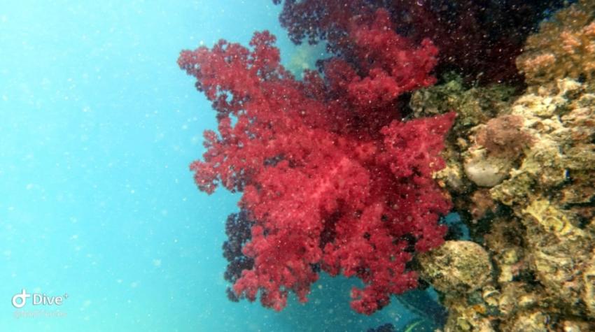 Shams Safaga Diving Center, Safaga, Ägypten, Safaga