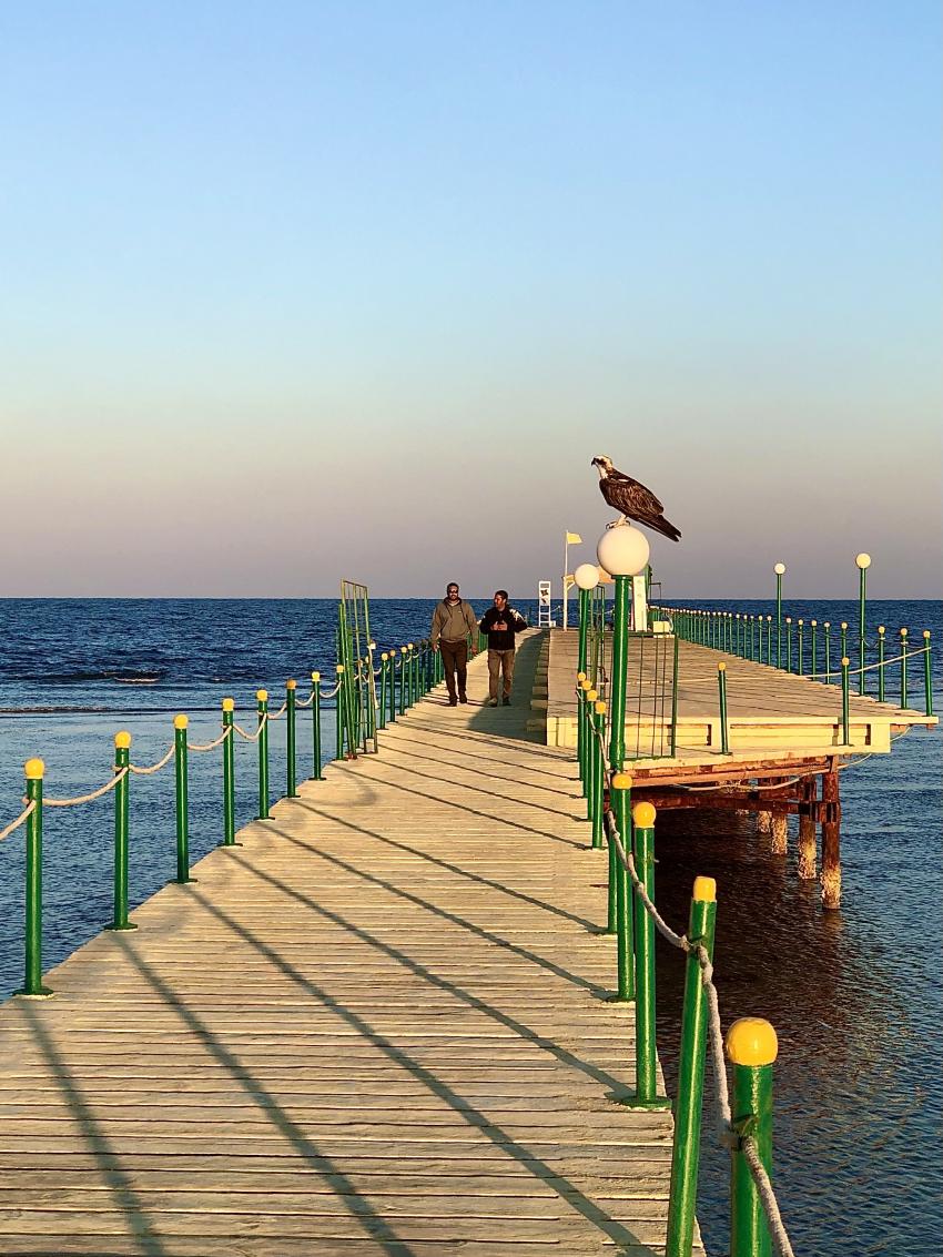 diving.DE Flamenco, Ägypten, El Quseir bis Port Ghalib