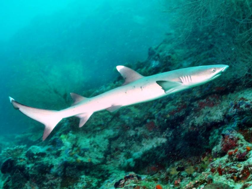 Nika Island Dive Dreams, Ari Atoll,Malediven