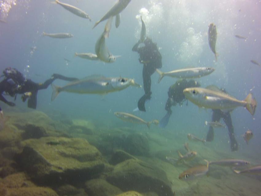 Viele Fische, Adeje Tauchclub Ocean Trek, Teneriffa, Spanien, Kanaren (Kanarische Inseln)