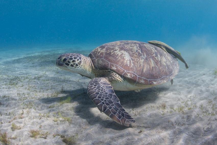Schildkröte, Coraya Divers, Coraya Beach, Marsa Alam, Ägypten, Marsa Alam und südlich